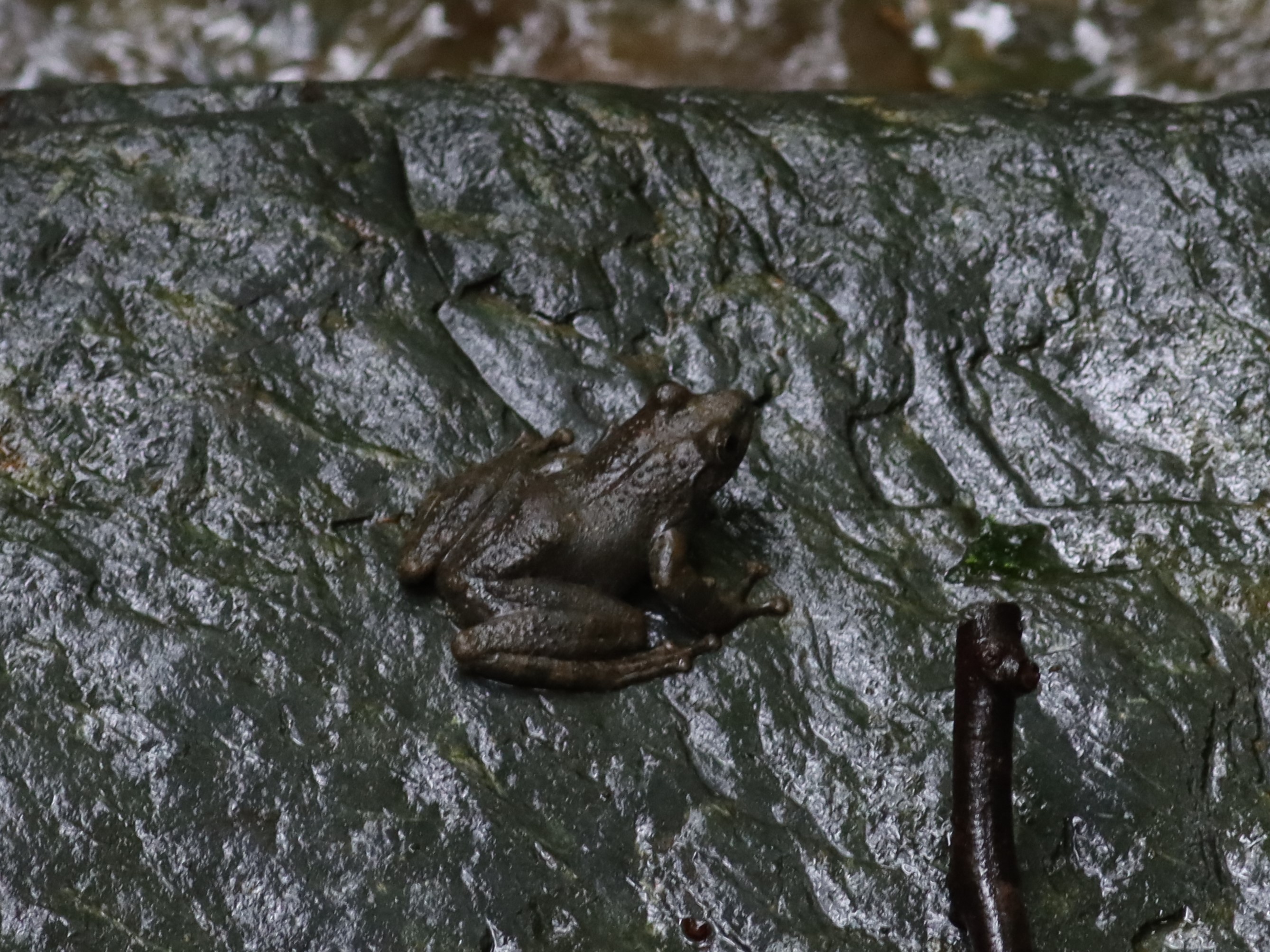 カジカガエル